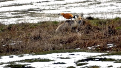 Sarıkamış'ta yaban hayvanları karlı arazide yiyecek aradı