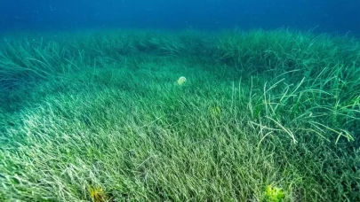 Marmara'da müsilajla mücadelede yeni dönem!
