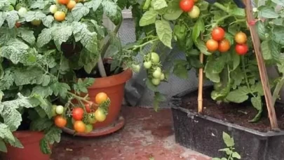 Kendi domatesinizi yetiştirin! Saksıda domates fidesi nasıl yetiştirilir