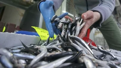 Hamsi ihracatı 3 milyon dolara ulaştı