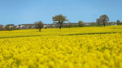 Tekirdağ'da kanola tarlalarından görsel şölen