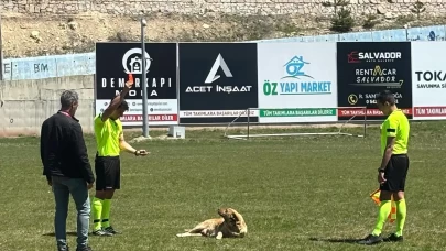 Sahaya giren köpeğe hakemden kırmızı kart!