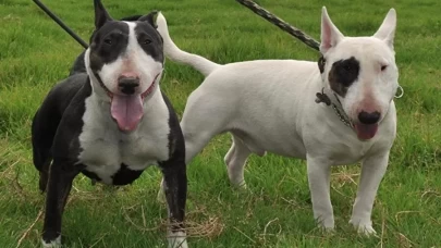 Yasaklı ırk köpek besleyen 2 kişiye 304 bin lira ceza