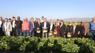 Hatay Hassa’da depremzede üreticilerden ilk çilek hasadı yapıldı