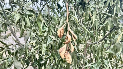 Denizli'de kar yağışı bekleniyor! Zirai don riski için dikkat uyarısı!