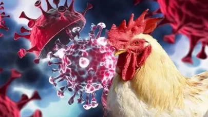 Meksika'da 3 yaşındaki bir kız çocuğu, kuş gribinden öldü