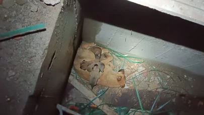 Erzurum'da asansör boşluğuna düşen anne köpek ve yavruları kurtarıldı