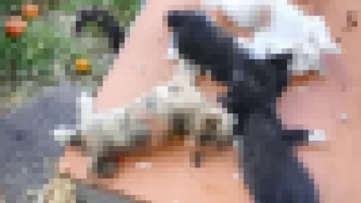 Bursa'da insanın kanını donduran bir saldırı! 8 yavru kedi, kesici aletle öldürüldü