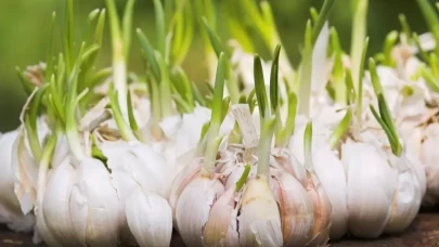 Filizlenmiş Sarımsak Yenir Mi? Sağlık Üzerindeki Etkileri Nelerdir?