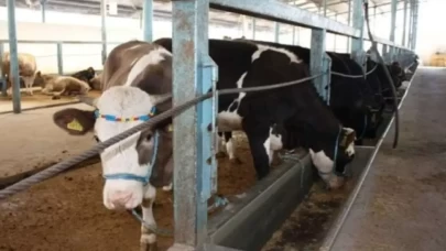 Çanakkale'de şap alarmı: Bir köy karantinaya alındı