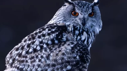 Nadir görülen puhu Sivas'ta fotoğraflandı