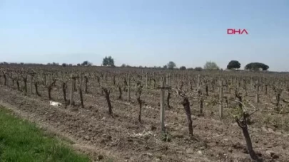 Manisa'da en büyük zarar Saruhanlı'da! 36 bin üretici zarar gördü