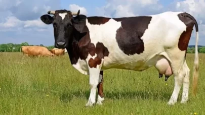 Erzincan'da 60 bin TL maaşa rağmen çoban bulamama sorunu devam ediyor