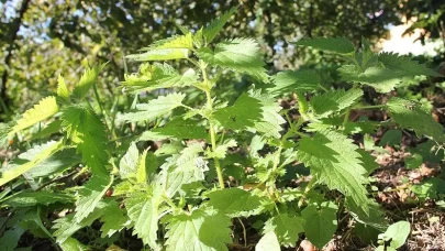 Isırgan otunun şifası ve lezzeti: Doğru pişirme yöntemleriyle sofraların gözdesi