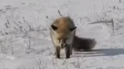 Tilki, karların içinde av peşinde! İşte o anlar...