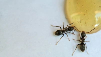 Evde Karınca Nasıl Yok Edilir?