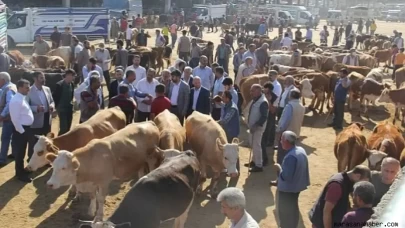Kahramanmaraş’ın Göksun ilçesinde şap karantinası başlatıldı