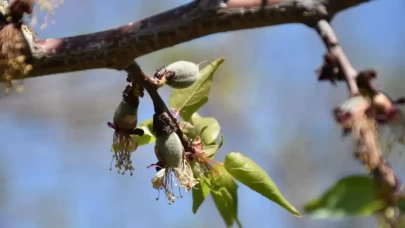 Meteoroloji'den 4 bölge için zirai don uyarısı