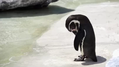 Güney Afrika’da düşen helikoptere penguen sebep olmuş!