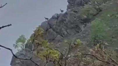 Yaban hayatından nadir kareler! Yağmur altında görüntülendiler