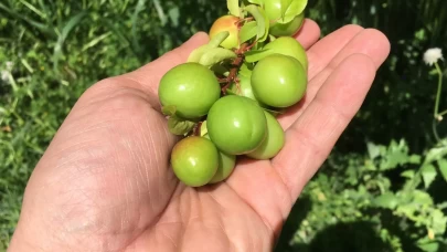 Zirai don rekolteyi düşürdü: Kalite korundu, fiyatlar değişti