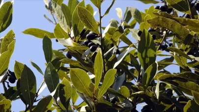 Şifa kaynağı defne yaprağı: Aromasıyla yemekleri, faydalarıyla sağlığınızı zenginleştiriyor!