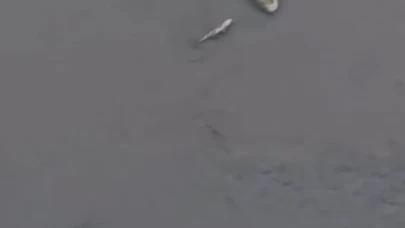 Porsuk Çayı'ndaki balık ölümleri endişelendirdi