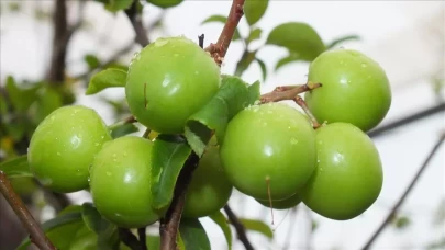 Bebeklere erik ne zaman verilir? 6 aydan itibaren güvenli tüketim yöntemleri