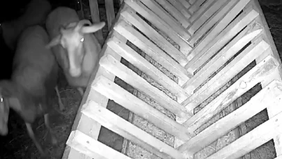 Denizli'de kurt bir ağıla girerek 22 hayvanı telef etti