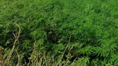 Adana'da Hint keneviri yetiştirdiği iddia edilen sanığa 11 yıl 8 ay hapis cezası