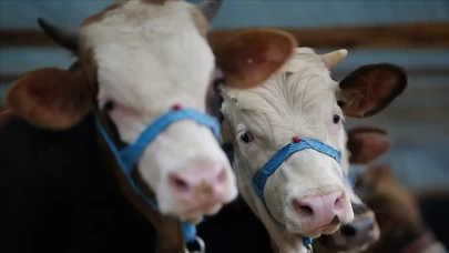 Tunceli'nin bazı köylerinde şap karantinası başlatıldı