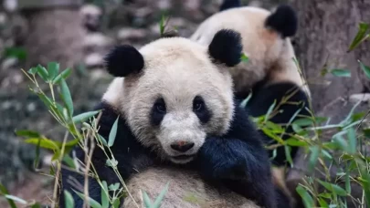 Çin, Avusturya'ya iki dev panda gönderdi
