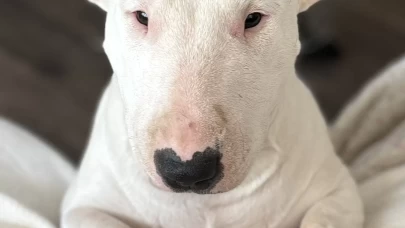 10 bin euro değerinde olduğu belirtilen köpeği çalan şüpheli tutuklandı