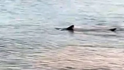 Muğla, Datça'da köpek balığı korkusu