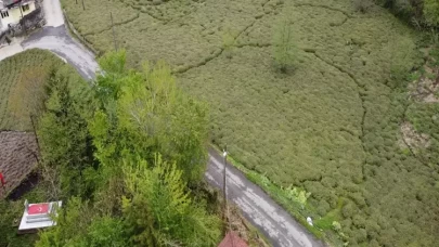 Zirai don çayı da etkiledi! Yüzde 3’lük düşüş beklentisi