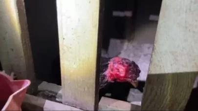 Horoz dövüşü yaptıran 32 kişiye toplam 416 bin 386 TL para cezası kesildi