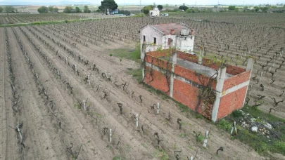 Manisa'da don felaketi! Bir gecede bir yıllık emek yok oldu