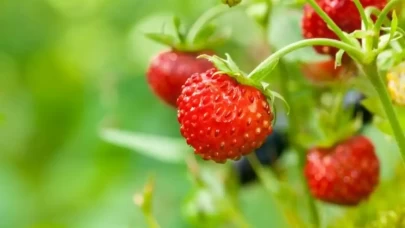 Dağ Çileği Zehirli Mi?