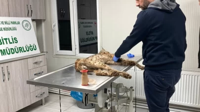 Bitlis’te bitkin hale bulunan vaşak koruma altına alındı