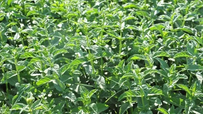 Hangi nane hangi lezzet için uygun?