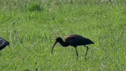 Elazığ’da nesli azalan çeltikçi kuşları görüntülendi