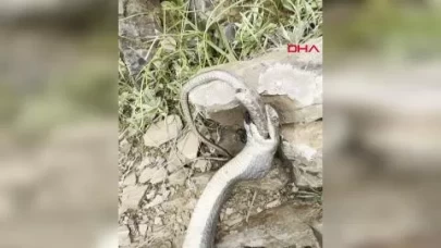 Hakkari'de şaşırtıcı anlar! Yılan, başka bir yılanı yutarken görüntülendi