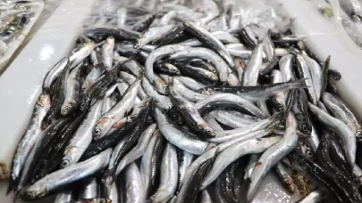 20 ülkeye yapılan hamsi ihracatıyla 9 milyon dolar gelir