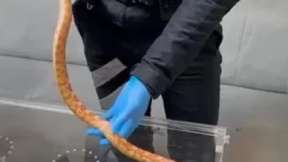 Maslak’ta durdurulan araçtan piton ve Mısır yılanı çıktı