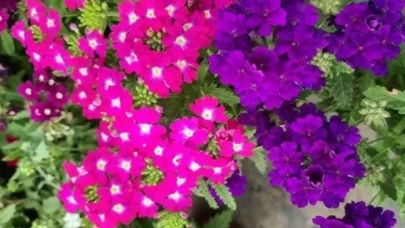 Rüyada çiçek görmek: Hayal ettiğiniz başarılar gerçekleşiyor