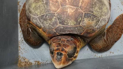 İki kaplumbağanın göç serüveni kilometre kilometre çözüldü