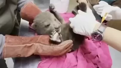 Ormanda yorgun halde bulunan yavru boz ayı tedaviye alındı