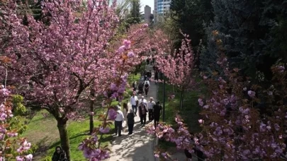 Ankara'da Dikmen Vadisi Japon kiraz ağacı sakuraların çiçek açmasıyla renklendi