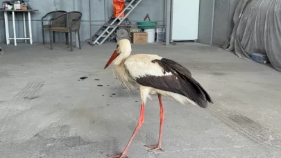 Karabük'te bulunan leylek tedavi altına alındı