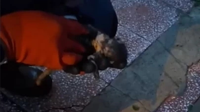 Yavrusunu ağzında taşıyıp yardım istedi! Anne kedinin duygusal mücadelesi kamerada